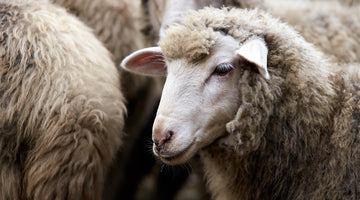 What is merino wool?